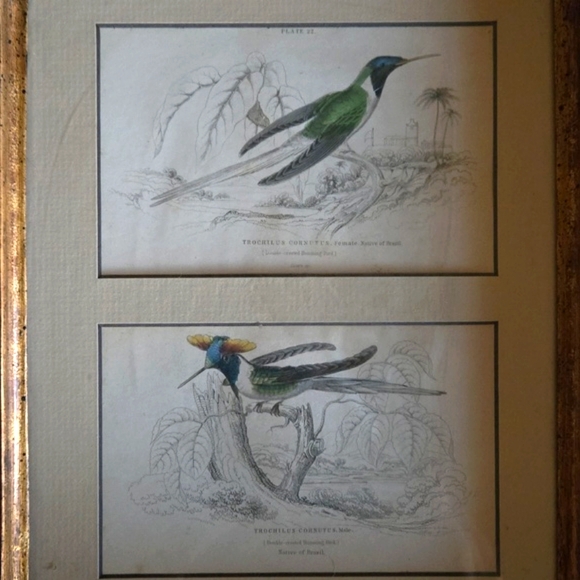 Rare Mid-19th Cent. English Hand-Colored Engraving Rosewood Gilt Shadowbox Frame - Picture 2 of 5